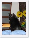 gatti_tania-38 * 2448 x 3264 * (2.26MB)