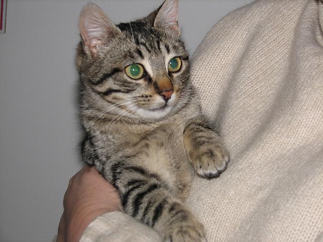 mici-01.jpg