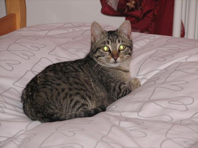 mici-06.jpg
