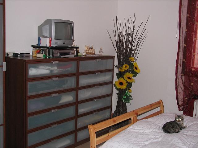 mici-07.jpg
