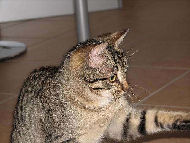 mici-10.jpg