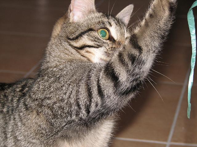 mici-11.jpg