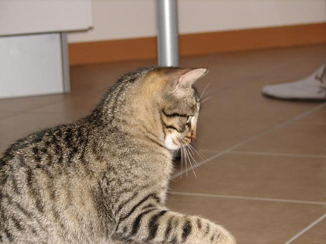 mici-13.jpg