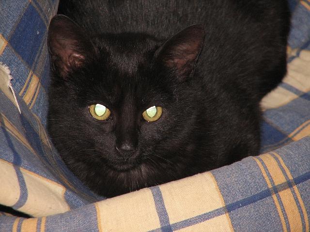 mici-15.jpg