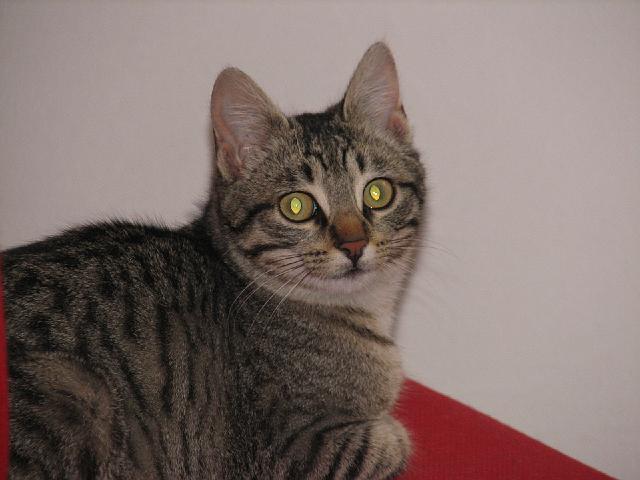 mici-16.jpg