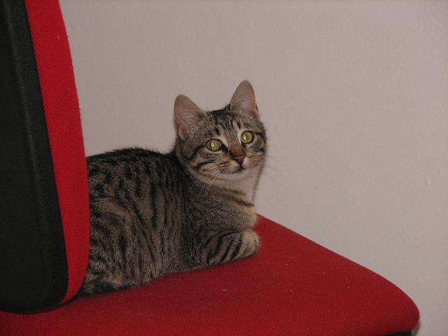 mici-17.jpg